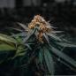 Preview: Samen 3x Caramelo Automatik Blow Seeds